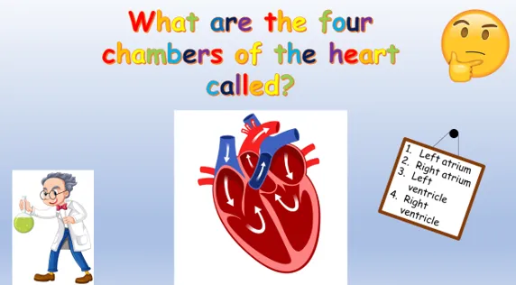 four-chambers-heart