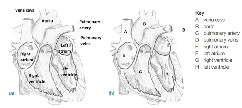 detailed-heart-chambers