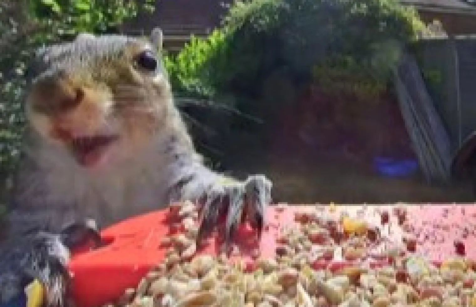 Image of blog with title : 10 surprising squirrel facts for children (perfect for Squirrel Appreciation Day)