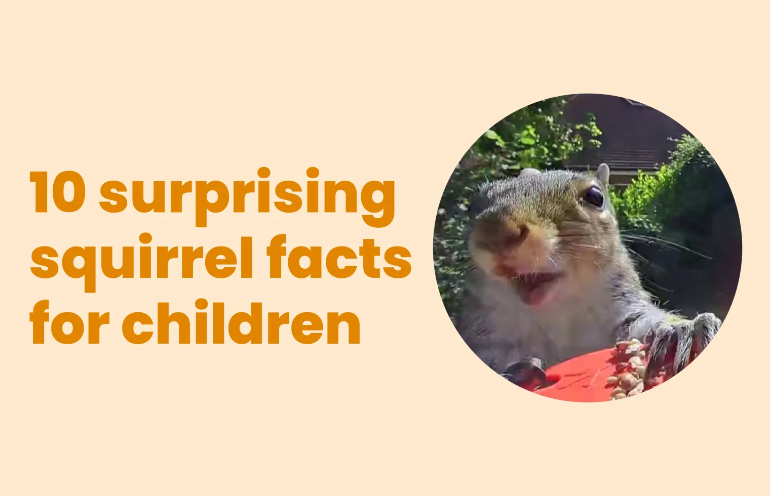 Image of blog with title : 10 surprising squirrel facts for children (perfect for Squirrel Appreciation Day)