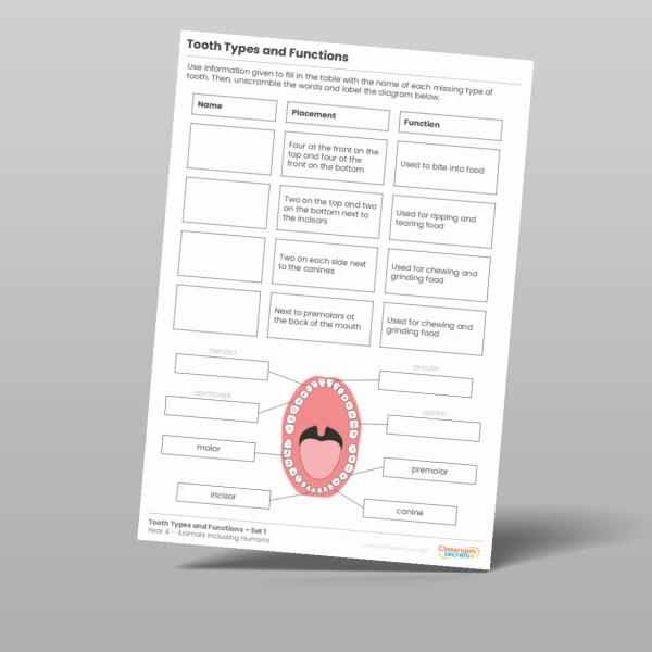 An image of the Tooth Types and Functions Activity Resource