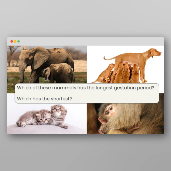 An image of the Lesson 6: Are Gestation Periods the Same in All Mammals? Resource