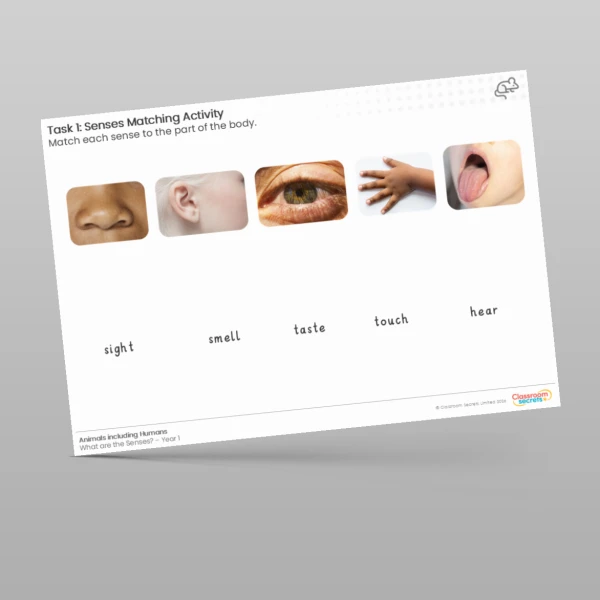 An image of the Lesson 5: Senses Matching  Worksheet Resource