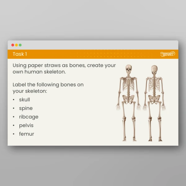 An image of the Lesson 3: Why Do Humans Have Skeletons? Resource