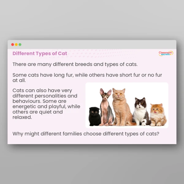 An image of the International Cat Day Whole School Assembly PPT Resource