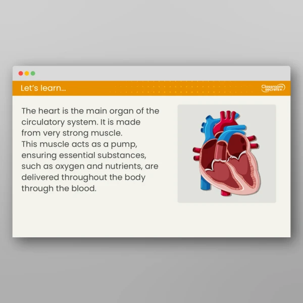 An image of the Free Lesson 1: What is the Human Circulatory System? Resource