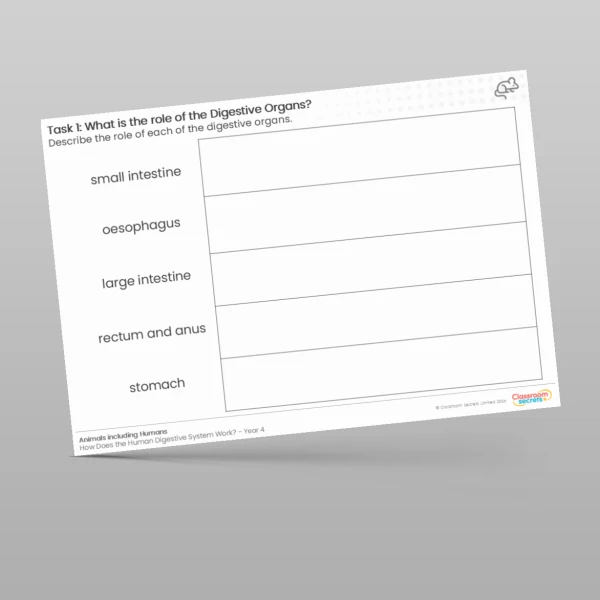 An image of the What is the Role of the Digestive Organs? Worksheet Resource