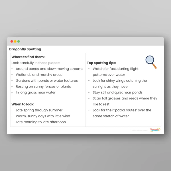 An image of the Dragonflies Activity Pack Resource