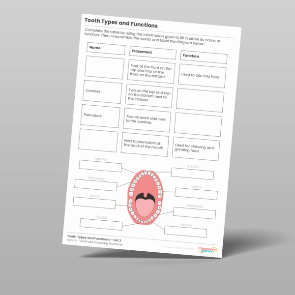 An image of the Tooth Types and Functions Activity Resource