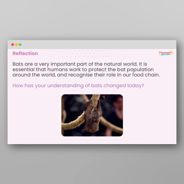 An image of the All About Bats Whole School Assembly PPT Resource