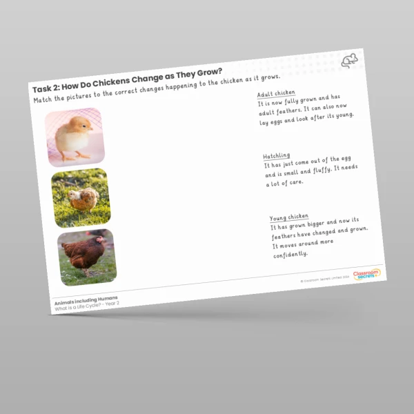 An image of the Lesson 2: How do Chickens Change as They Grow? Worksheet Resource