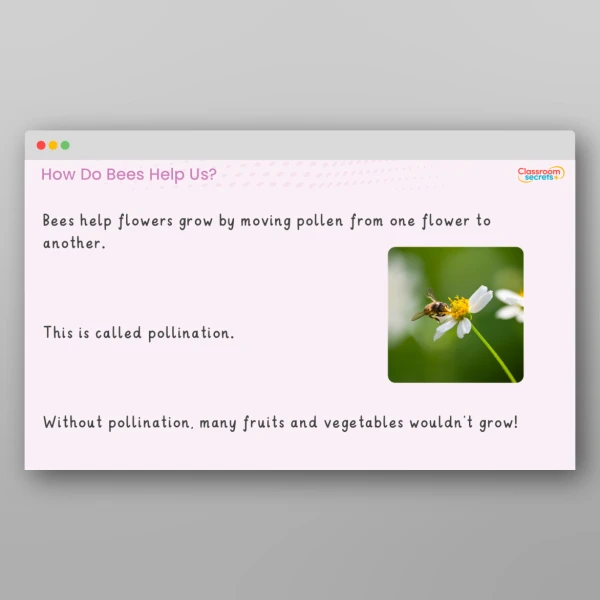 An image of the Amazing Bees Teaching PPT Resource