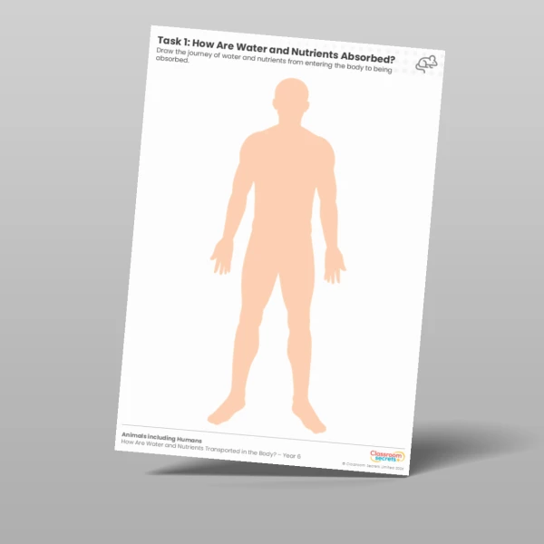 An image of the Lesson 6: How Are Water and Nutrients Absorbed? Worksheet Resource