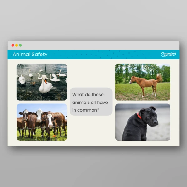 An image of the Animal Safety Reading Activity Resource