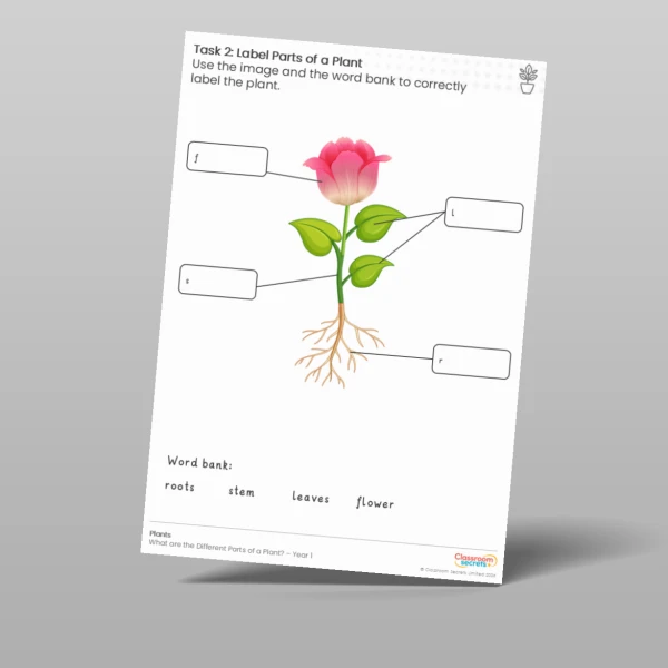 An image of the Lesson 2: Label the Parts of a Plant Worksheet Resource
