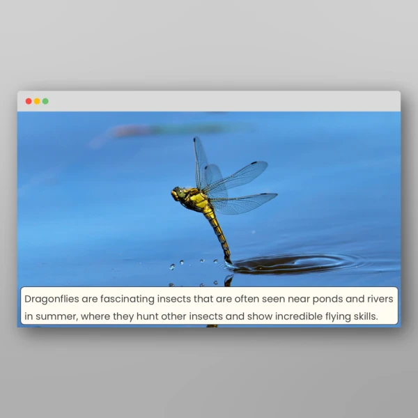 An image of the Dragonflies Activity Pack Resource