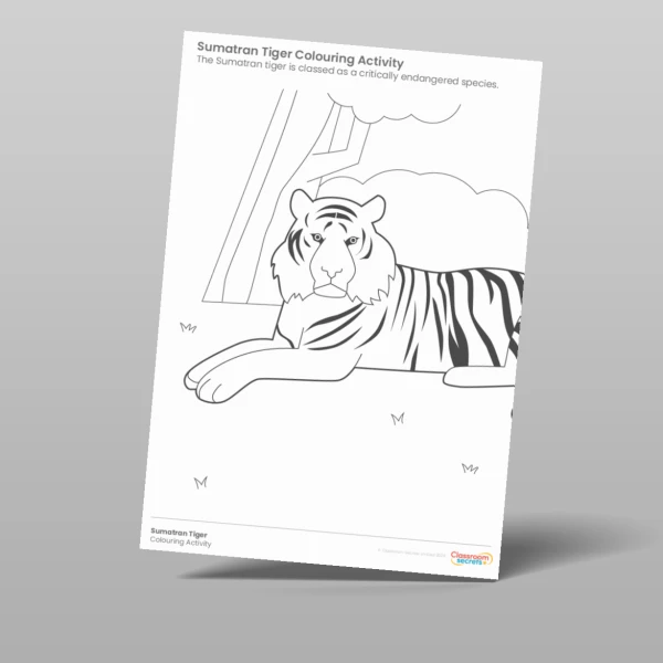 An image of the Sumatran Tiger Colouring Activity Resource