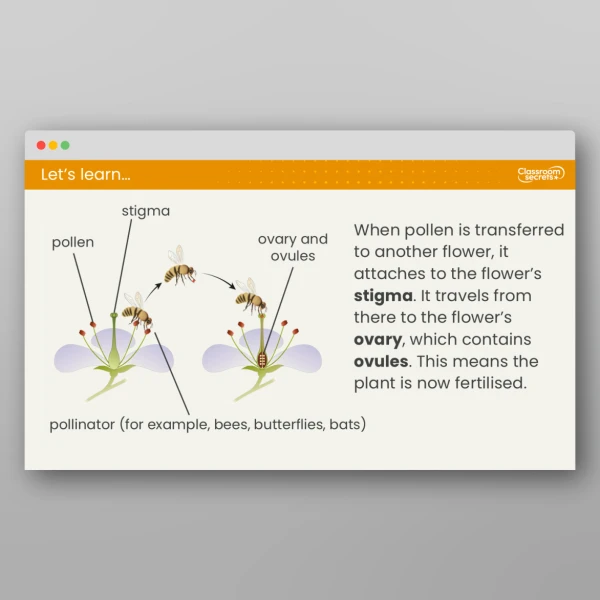 An image of the Free Lesson 1: How Do Plant Life Cycles Differ? Resource