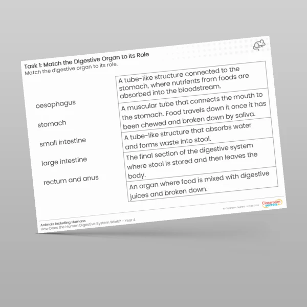 An image of the What is the Role of the Digestive Organs? Worksheet Resource