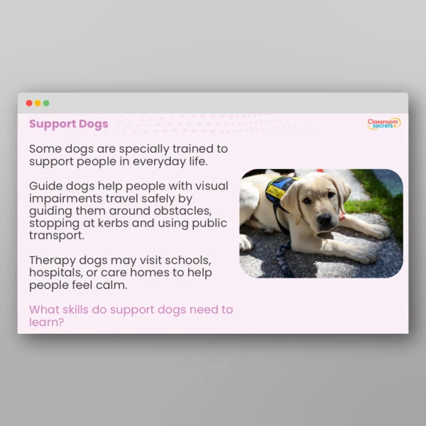 An image of the International Dog Day Whole School Assembly PPT Resource