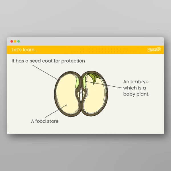 An image of the Lesson 2: What are Seeds? Investigation Resource