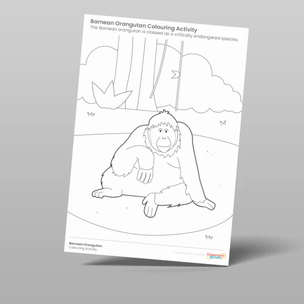 An image of the Bornean Orangutan Colouring Activity Resource