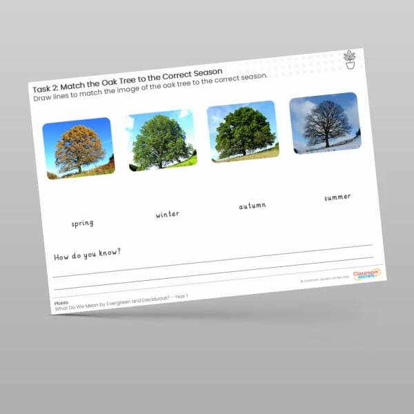 An image of the Lesson 4: Match the Oak Tree to the Correct Season Worksheet Resource