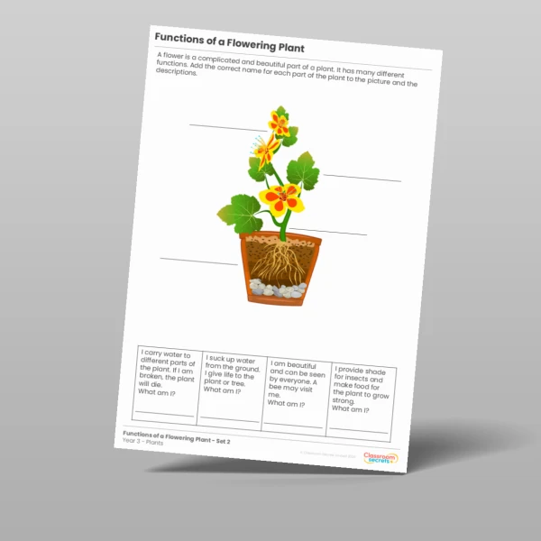 An image of the Functions of a Flowering Plant Activity Resource