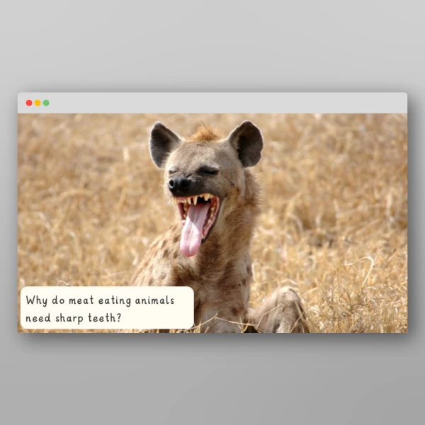 An image of the Amazing World - African Safari I Wonder Discussion Prompts Resource