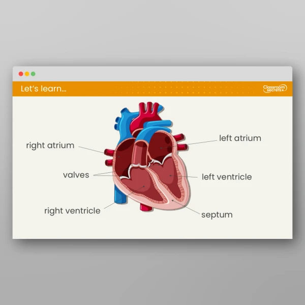 An image of the Lesson 2: How Does the Heart Work? Resource