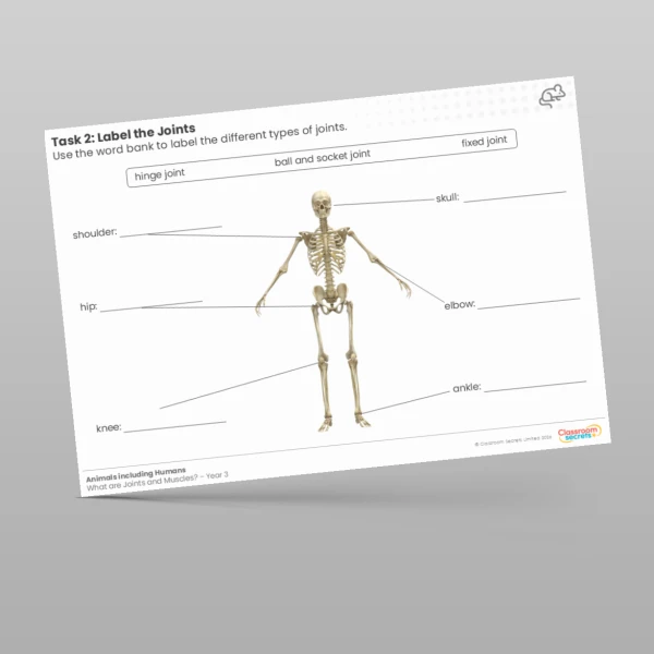 An image of the Label the Joints Worksheet Resource