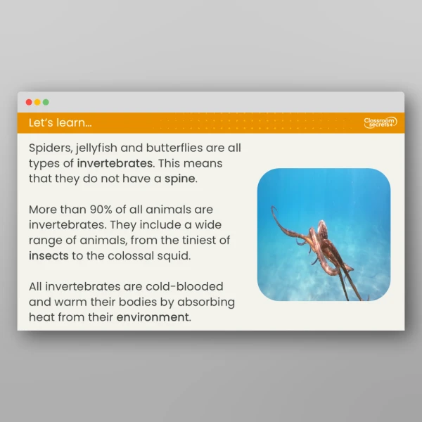 An image of the Lesson 3: What are Invertebrates? Resource