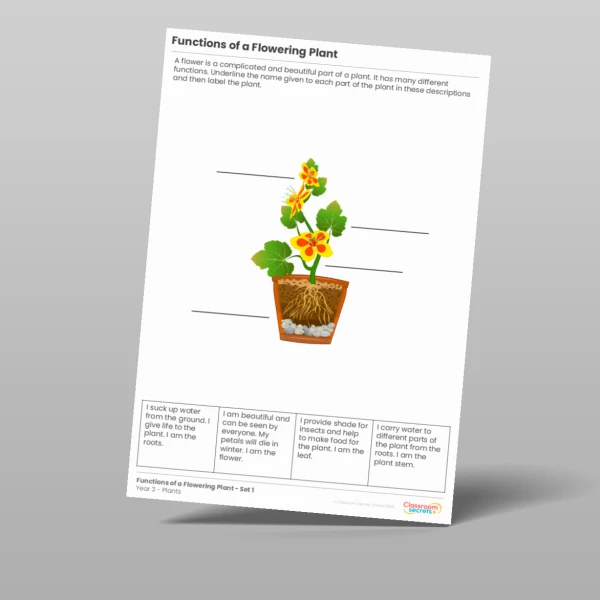 An image of the Functions of a Flowering Plant Activity Resource