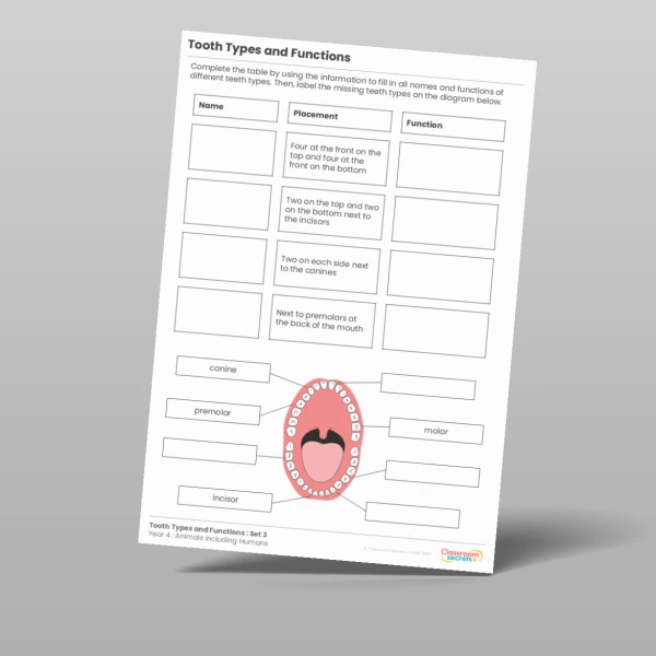 An image of the Tooth Types and Functions Activity Resource