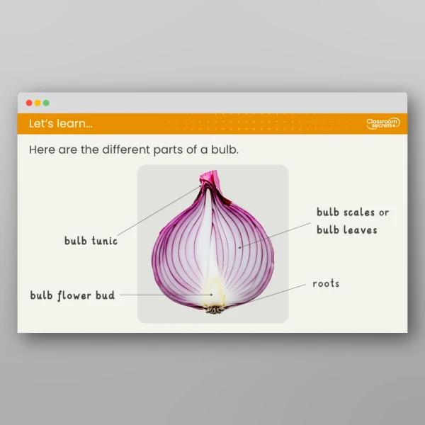 An image of the Lesson 1: What are Bulbs? Resource
