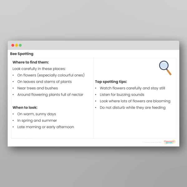 An image of the Bees Activity Pack Resource