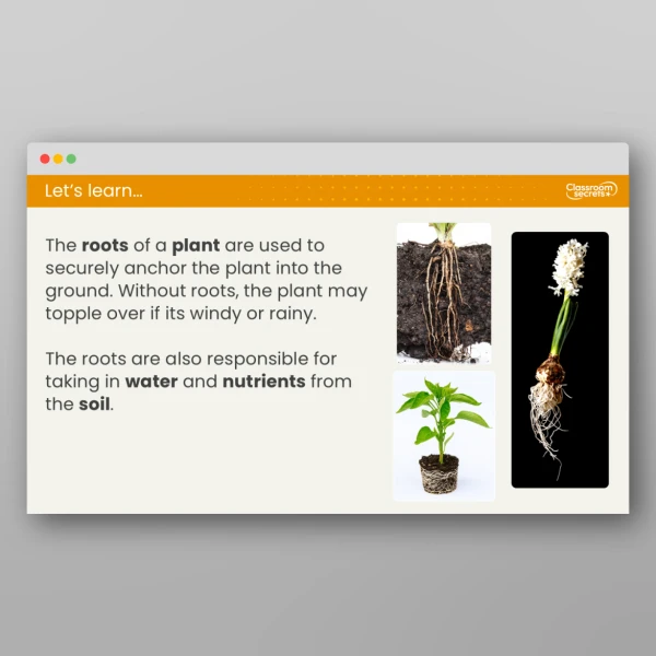 An image of the Lesson 1: What Jobs Do the Different Plant Parts Have? Resource