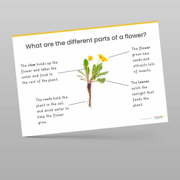 An image of the Plants Display Pack Resource