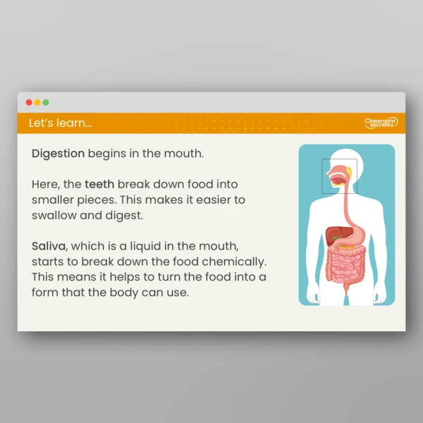An image of the Lesson 2: How Does the Human Digestive System Work? Resource