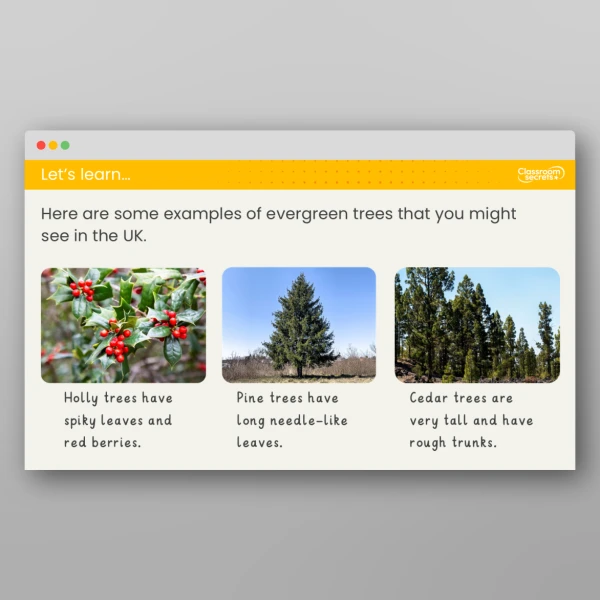 An image of the Lesson 4: What Do We Mean by Evergreen and Deciduous? Investigation Resource