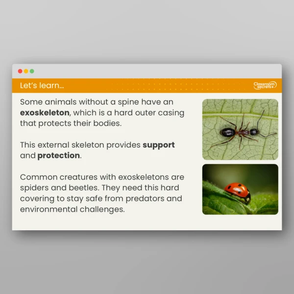 An image of the Lesson 5: How Do Animal Skeletons Differ? Resource