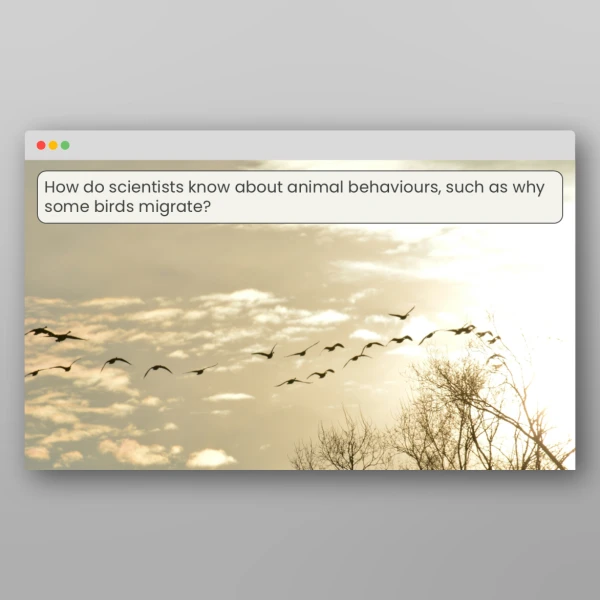 An image of the Lesson 4: What are Naturalists and Animal Behaviourists? Resource