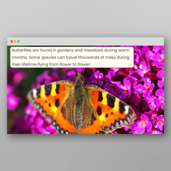 An image of the Butterflies Activity Pack Resource