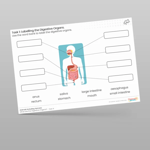 An image of the Labelling the Digestive Organs Worksheet Resource