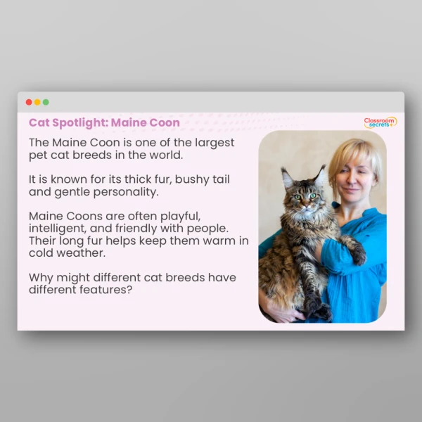 An image of the International Cat Day Whole School Assembly PPT Resource