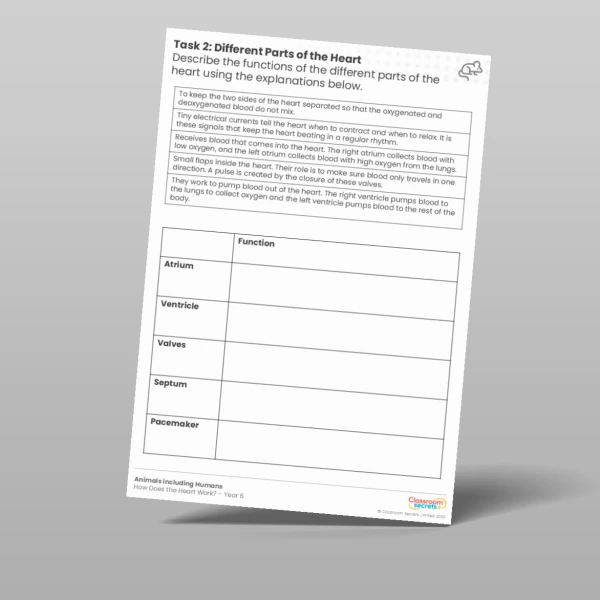 An image of the Lesson 2: Different Parts of the Heart Worksheet Resource