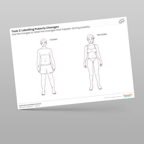 An image of the Lesson 4: Labelling Puberty Changes Worksheet Resource