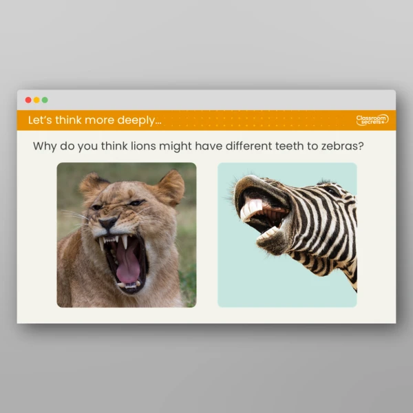 An image of the Lesson 3: What are the Different Types of Teeth? Resource