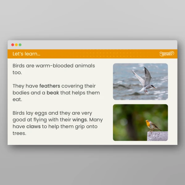 An image of the Lesson 2: What are Mammals and Birds? Resource