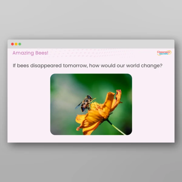 An image of the Amazing Bees Teaching PPT Resource